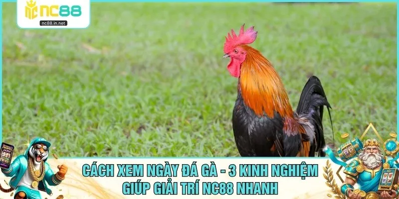 Cách Xem Ngày Đá Gà - 3 Kinh Nghiệm Giúp Giải Trí NC88 Nhanh