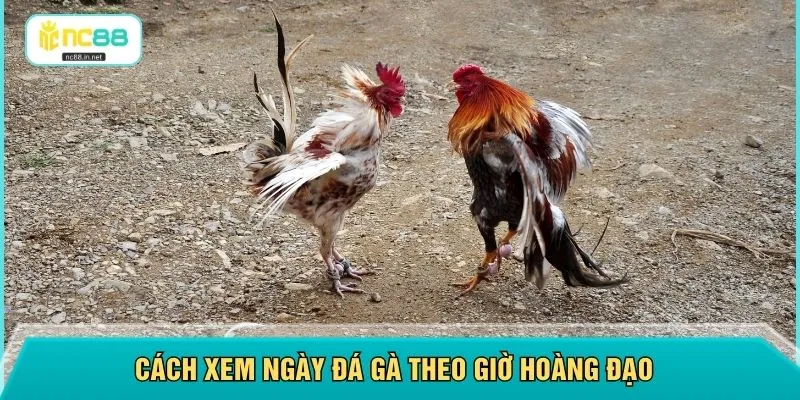 Cách xem ngày đá gà theo giờ hoàng đạo