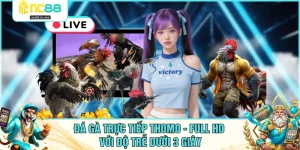 Đá Gà Trực Tiếp Thomo - Full HD Với Độ Trễ Dưới 3 Giây