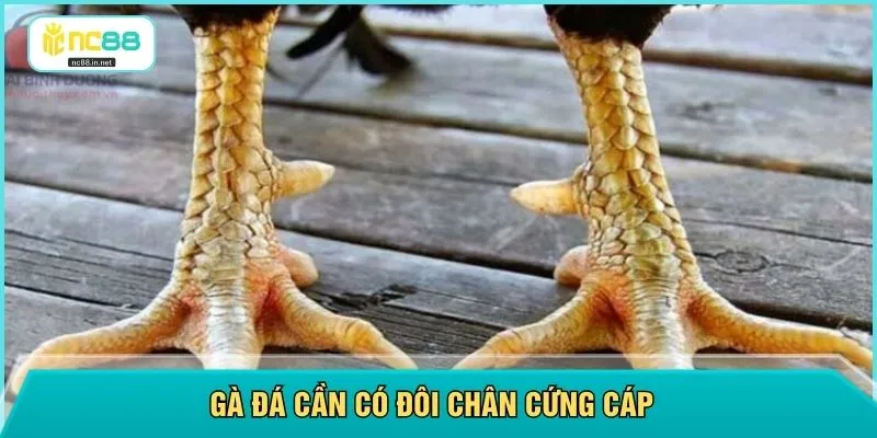 Gà đá cần có đôi chân cứng cáp