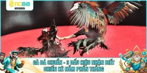 Gà Đá Chuẩn - 3 Dấu Hiệu Nhận Biết Chiến Kê Nắm Phần Thắng