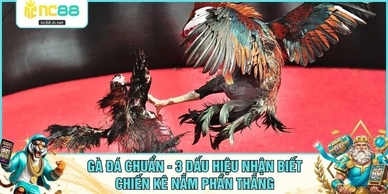 Gà Đá Chuẩn - 3 Dấu Hiệu Nhận Biết Chiến Kê Nắm Phần Thắng