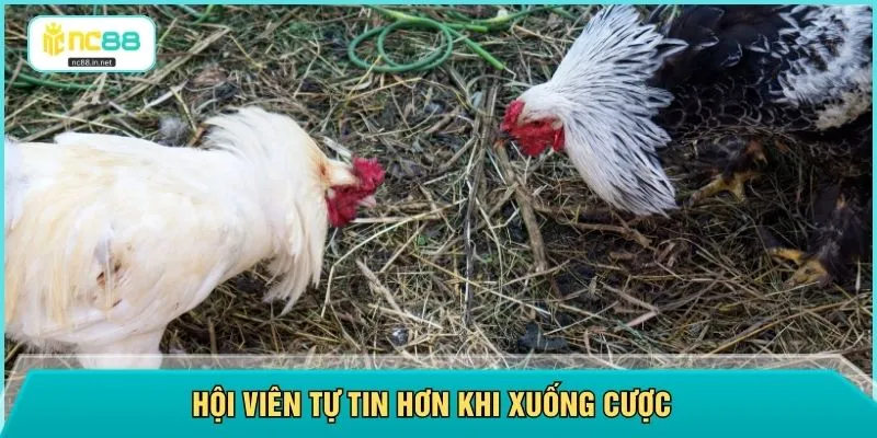 Hội viên tự tin hơn khi xuống cược