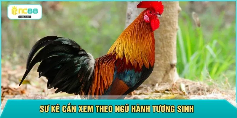 Sư kê cần xem theo ngũ hành tương sinh