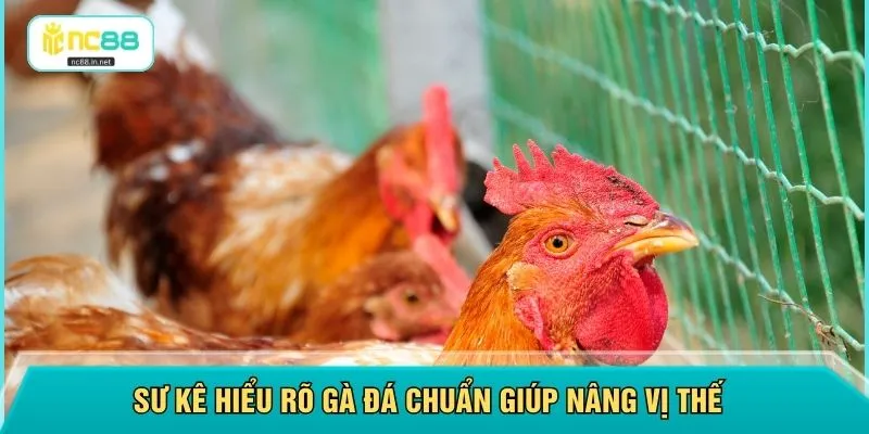 Sư kê hiểu rõ gà đá chuẩn giúp nâng vị thế